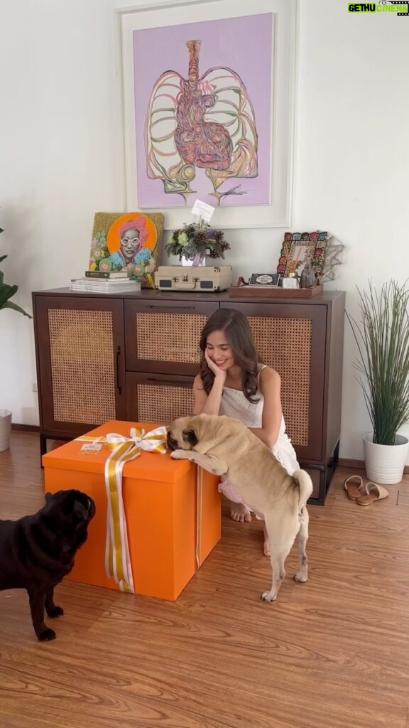 Jasmine Curtis-Smith Instagram - Unboxing our @petcholaph package! 🐾 We are a bit late in getting around to opening this, hence the balloons not floating the way they were intended to! But clearly, #wafflebb was still VERY excited 😆 thanks team Petchola and @nicobolzico 🐶 To pawrents out there, GRAIN FREE is the way to go! It’s good for energy levels, stronger immunity, better digestion and also gives off a healthier skin & coat 🧡 my pugs like to gulp down their food like there’s no next meal pa naman haha