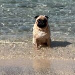 Jasmine Curtis-Smith Instagram – the little one couldn’t help himself 🤭🧇

Initially asked them to stay on the bench (where you see #PapitoPls sitting) but #WaffleBB being a sneaky cheeky boy followed us to the gate and well… time to enjoy the water! 🌊