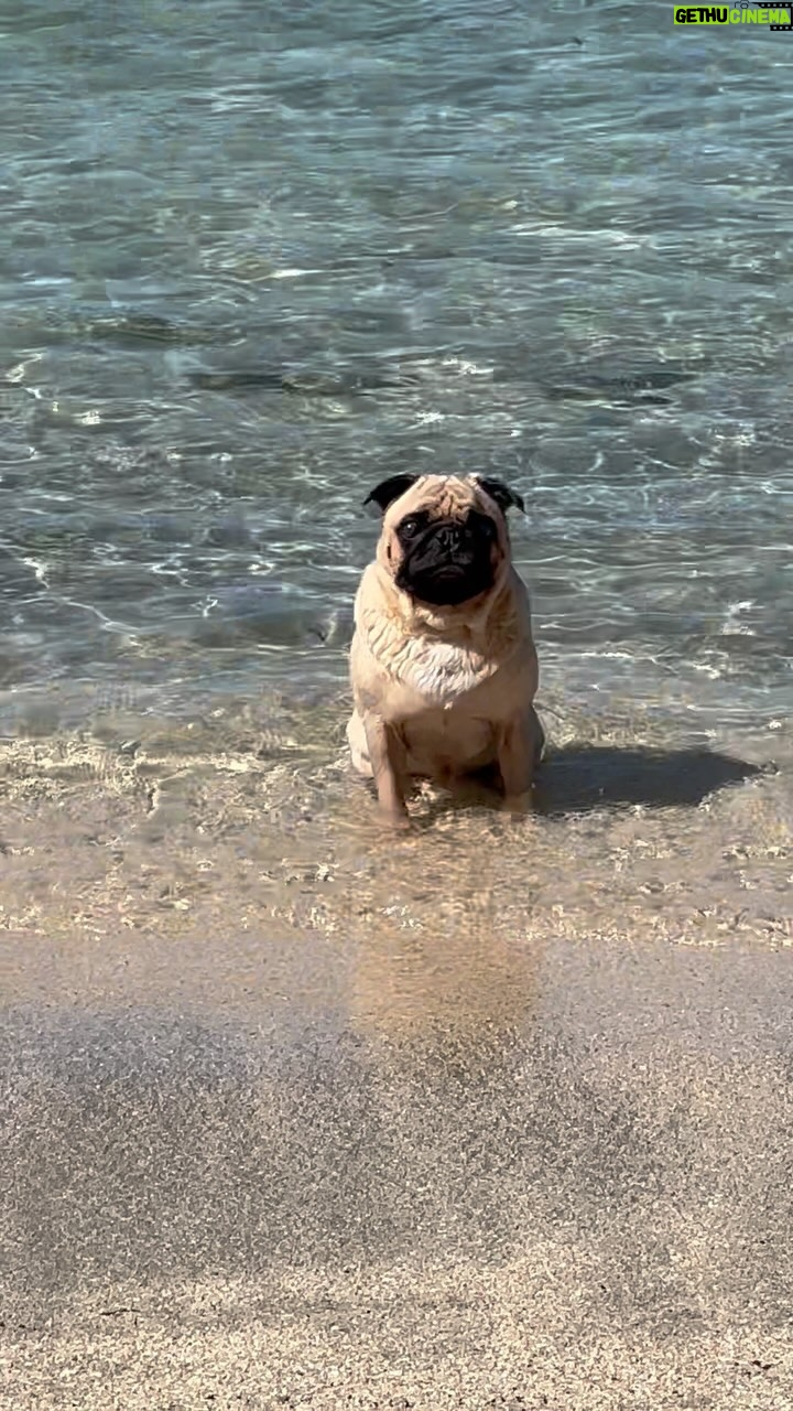 Jasmine Curtis-Smith Instagram - the little one couldn’t help himself 🤭🧇 Initially asked them to stay on the bench (where you see #PapitoPls sitting) but #WaffleBB being a sneaky cheeky boy followed us to the gate and well… time to enjoy the water! 🌊