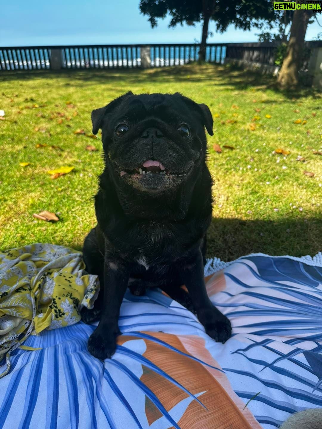 Jasmine Curtis-Smith Instagram - Good morning from #PapitoPls 🐾