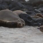 Jasmine Tookes Instagram - Last week in the Galapagos 🦭 @lfcsummit - Sharing more on stories 🤎