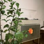 Jasper Liu Instagram – 這天晚上 大家一起整理著發霉的黑膠..和家人們一起躺在地上聆聽。爸媽時不時唱出他當年的悸動。哈哈 這個夜晚。蠻有意思的😁
