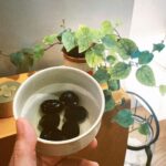 Jasper Liu Instagram – 這個….要泡個7749天嗎……hummmm好像買了個霸王棕種子整了自己。他根本不理我