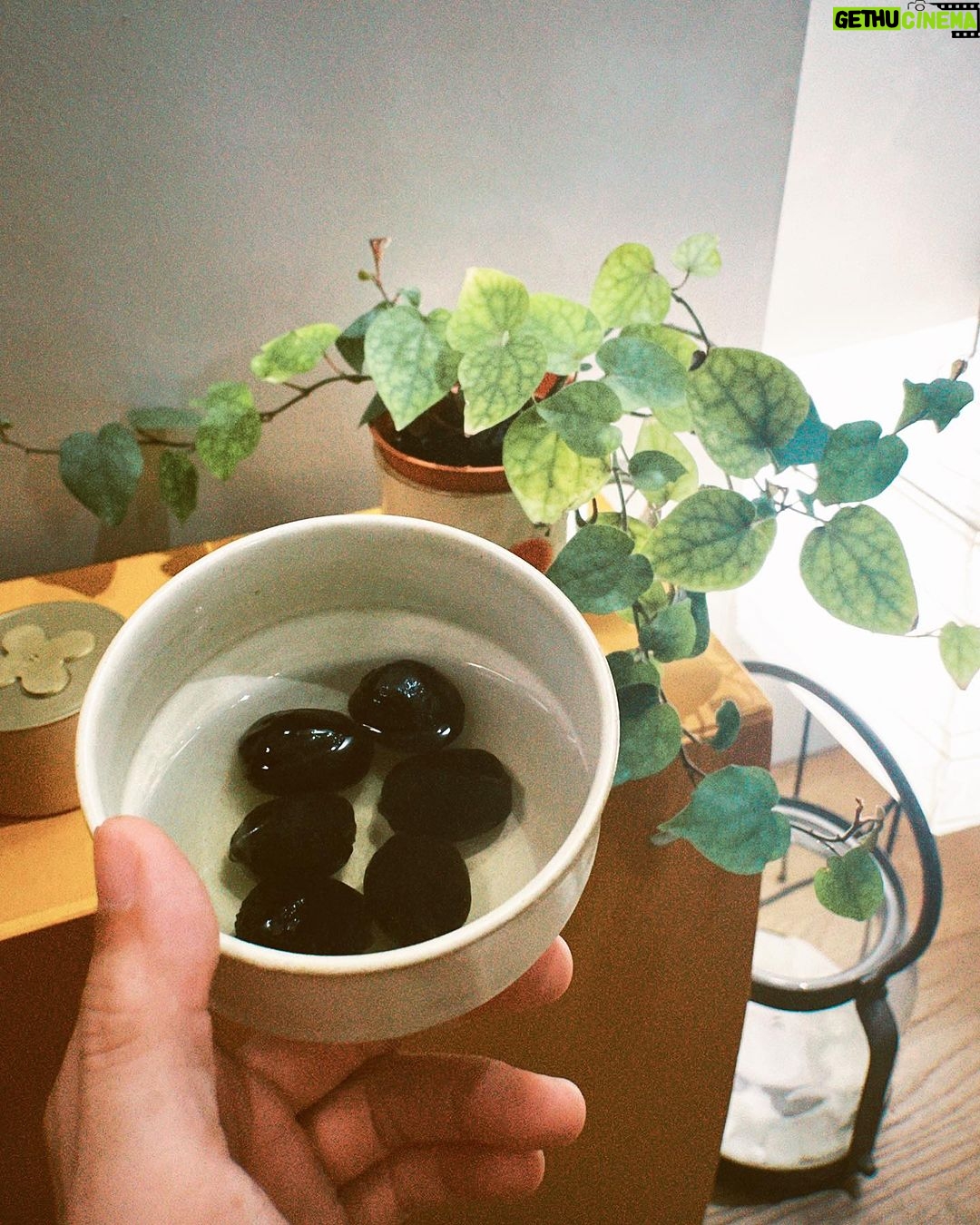 Jasper Liu Instagram - 這個….要泡個7749天嗎……hummmm好像買了個霸王棕種子整了自己。他根本不理我