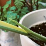 Jasper Liu Instagram – 認真養了植物才又上了一課。 要生長的好，擺放的位置很重要，不要想改變他。因為你也改變不了。只會讓他越長越醜。 放在對的位置後。他頭好壯壯，又發新的枝芽了。oh my god !! 之前還找不到合適環境，後面幾張圖原本陰陽面的直接只剩半面😭或是營養不良的長成全綠還有點畸形….. 嗯。都找到最適合的地方了嗎？你是綠手指嗎？