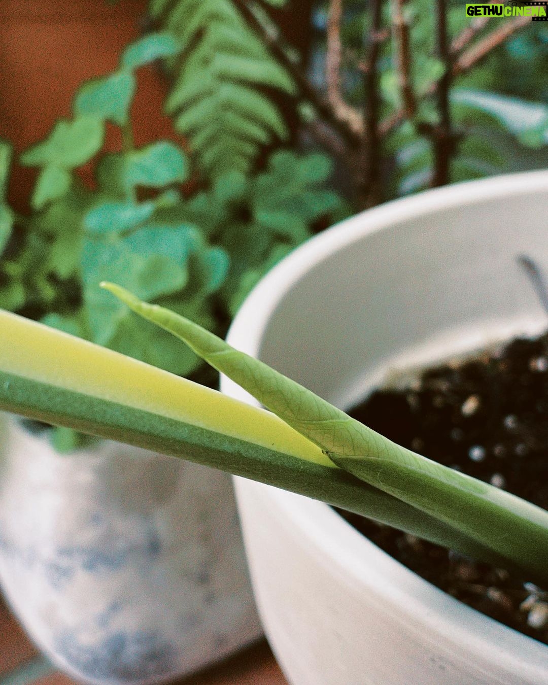 Jasper Liu Instagram - 認真養了植物才又上了一課。 要生長的好,擺放的位置很重要,不要想改變他。因為你也改變不了。只會讓他越長越醜。 放在對的位置後。他頭好壯壯,又發新的枝芽了。oh my god !! 之前還找不到合適環境,後面幾張圖原本陰陽面的直接只剩半面😭或是營養不良的長成全綠還有點畸形….. 嗯。都找到最適合的地方了嗎?你是綠手指嗎?