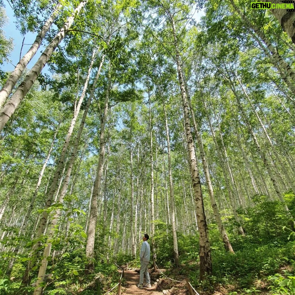 Jee Seok-jin Instagram - 자작나무숲 #강원도 #인제