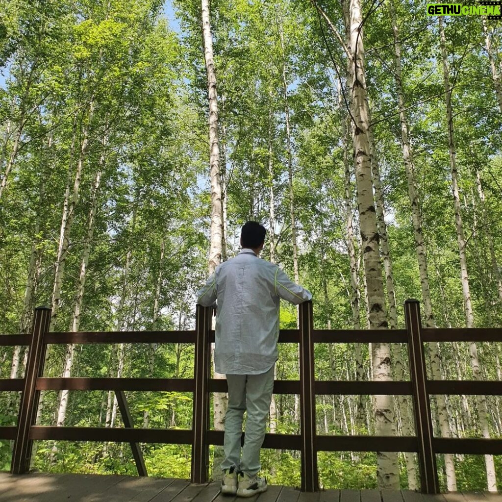 Jee Seok-jin Instagram - 자작나무숲 #강원도 #인제