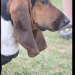 Jelly Roll Instagram - The Great American Bus Dog narrated by Josh Adam Meyers. Should we make Bussie the Bus Dog his own profile on here ??