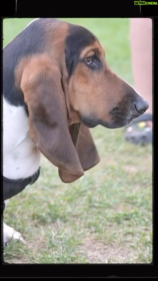 Jelly Roll Instagram - The Great American Bus Dog narrated by Josh Adam Meyers. Should we make Bussie the Bus Dog his own profile on here ??
