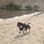 Jelly Roll Instagram - These extended version of the daily roll documents a weekend at the most majestic venue - THE GORGE-here we get to see Bussie the Bus Dawg go swimming - me hungover , and Jack + Casey confess their sins