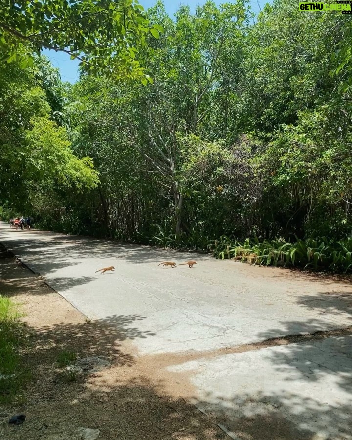 Jenn McAllister Instagram - the mayan ruins of cobá and tulum, honestly one of the coolest things i’ve ever seen irl Mayan Ruins