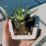 Jenn McAllister Instagram - my best friend took my dead succulent from me a couple months ago and gave it back to me alive again Los Angeles, California