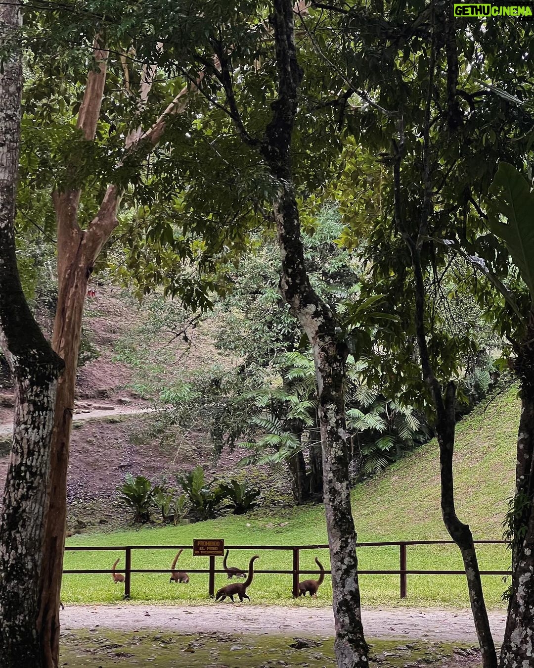 Jenn McAllister Instagram - from my trip to guatemala 🌱 Tikal, Petén, Guatemala