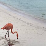 Jenn McAllister Instagram – sunburnt Aruba