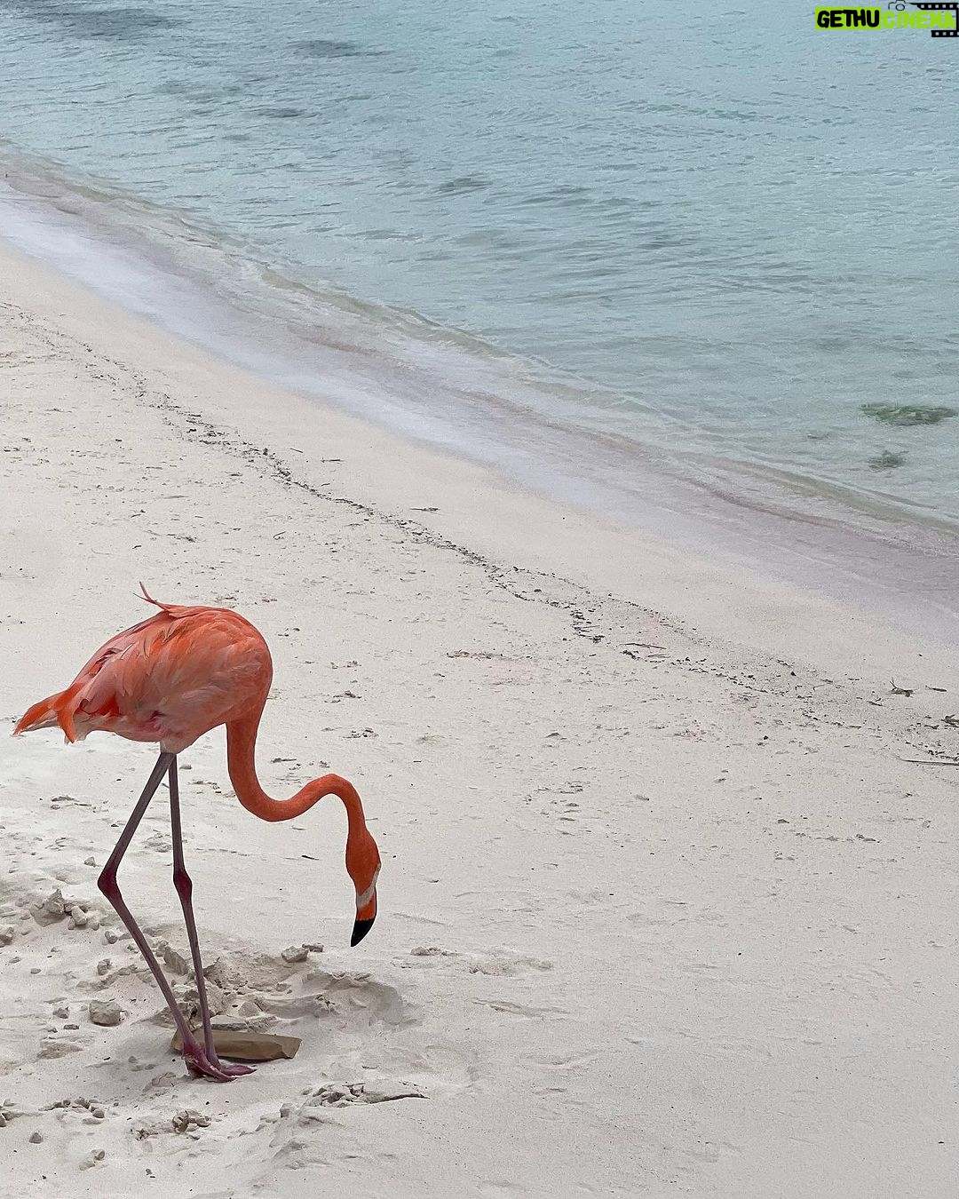 Jenn McAllister Instagram - sunburnt Aruba