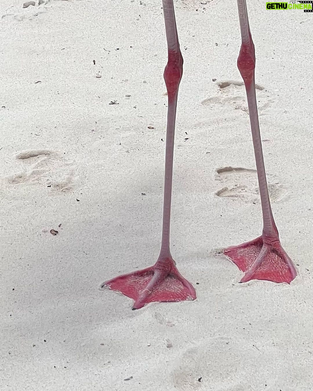 Jenn McAllister Instagram - sunburnt Aruba