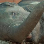 Jennifer Winget Instagram - This is a story about Bani, a baby elephant who was barely a year old, when found injured and paralysed after being hit by a speeding train. Upon reaching India’s First Elephant hospital and after an in-depth diagnosis, Bani came bearing deep injuries on her hind limbs and hip joint that needed immediate critical care. This made bearing weight on her feet impossible. She was unable to move. After weeks of hard work and dedication by our team, Bani is slowly showing signs of improvement. She is receiving round-the-clock care – an amalgamation of modern techniques along with ancient ayurvedic treatment. From our global team of veterinarians meticulously tending to her medical needs to caregivers offering comfort and support 24X7, baby Bani still has a long way to go and will require years of expert care. Take action today and adopt Bani. She needs us now, more than ever. https://wildlifesos.org/bani