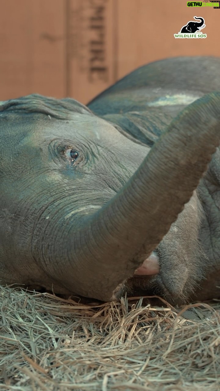 Jennifer Winget Instagram - This is a story about Bani, a baby elephant who was barely a year old, when found injured and paralysed after being hit by a speeding train. Upon reaching India’s First Elephant hospital and after an in-depth diagnosis, Bani came bearing deep injuries on her hind limbs and hip joint that needed immediate critical care. This made bearing weight on her feet impossible. She was unable to move. After weeks of hard work and dedication by our team, Bani is slowly showing signs of improvement. She is receiving round-the-clock care – an amalgamation of modern techniques along with ancient ayurvedic treatment. From our global team of veterinarians meticulously tending to her medical needs to caregivers offering comfort and support 24X7, baby Bani still has a long way to go and will require years of expert care. Take action today and adopt Bani. She needs us now, more than ever. https://wildlifesos.org/bani