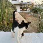 Jesse Tyler Ferguson Instagram – Until next time! 🇬🇷 Paros, Greek Islands