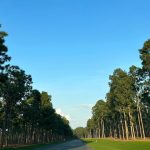 Jessica Jung Instagram - ⛳️🌤️📚🍪🛍️ Augusta, Georgia