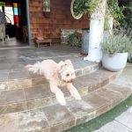 Jessica Simpson Instagram - Anything is PAWSIBLE