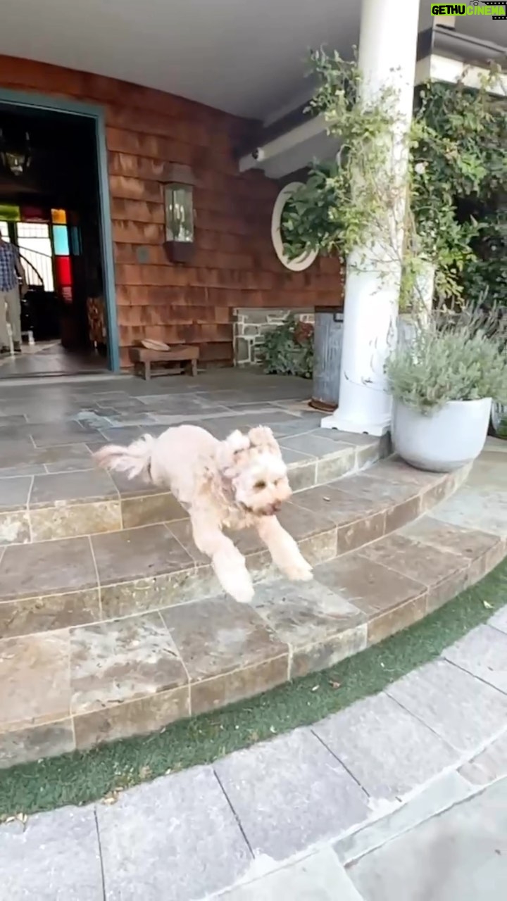 Jessica Simpson Instagram - Anything is PAWSIBLE
