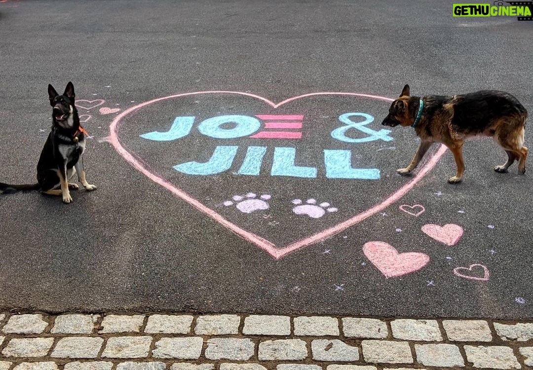 Jill Biden Instagram - Meanwhile, back in Wilmington... ❤️🐶 Champ and Major 🐶❤️