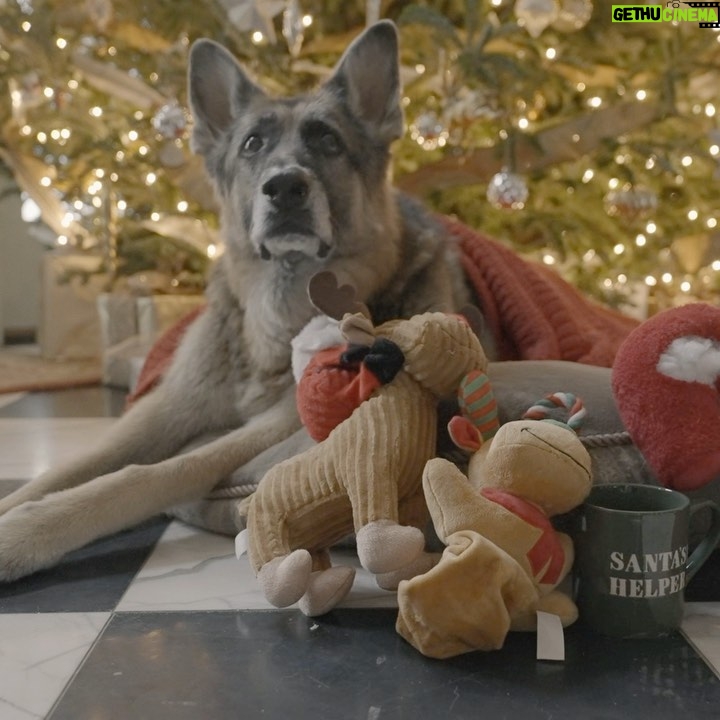 Jill Biden Instagram - A very special Christmas message from Champ and Major.