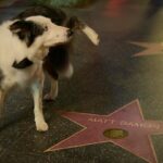 Jimmy Kimmel Instagram – Such a good boy. #Oscars #Messi