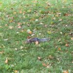 Jirakit Kuariyakul Instagram - 🦢🐿️☕️ Hype Park London