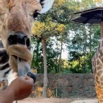 Jirayu Tangsrisuk Instagram - เจ้าป่าอาจเป็นสิงโต .. แต่เจ้าของหัวใจโตๆ เป็นของเธอ A day at Chiang Mai Night Safari #chiangmainightsafari #VirtualReality #NaturalThemePark rk Chiangmai Night Safari