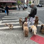 Joalin Loukamaa Instagram – Joalin Joalin Perritos Joaliiiin NYC