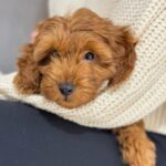 Joanna Jędrzejczyk Instagram - lazy Sunday afternoon with my sweet love after a long and intense work week❣️ how is your day going so far? 🐶 @dog_daisy_cavapoo … #lazyafternoon #lazysunday #longweek #daisy #puppylove #cavapoo #cavapoopuppy Olsztyn, Poland