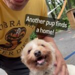 Joe Gatto Instagram - Adoption 31 in the books. Have a great life Fra Diavlo - more dogs need homes. Go to GattoPupsandFriends.com to help