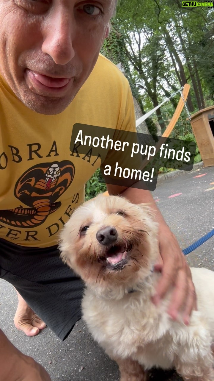 Joe Gatto Instagram - Adoption 31 in the books. Have a great life Fra Diavlo - more dogs need homes. Go to GattoPupsandFriends.com to help