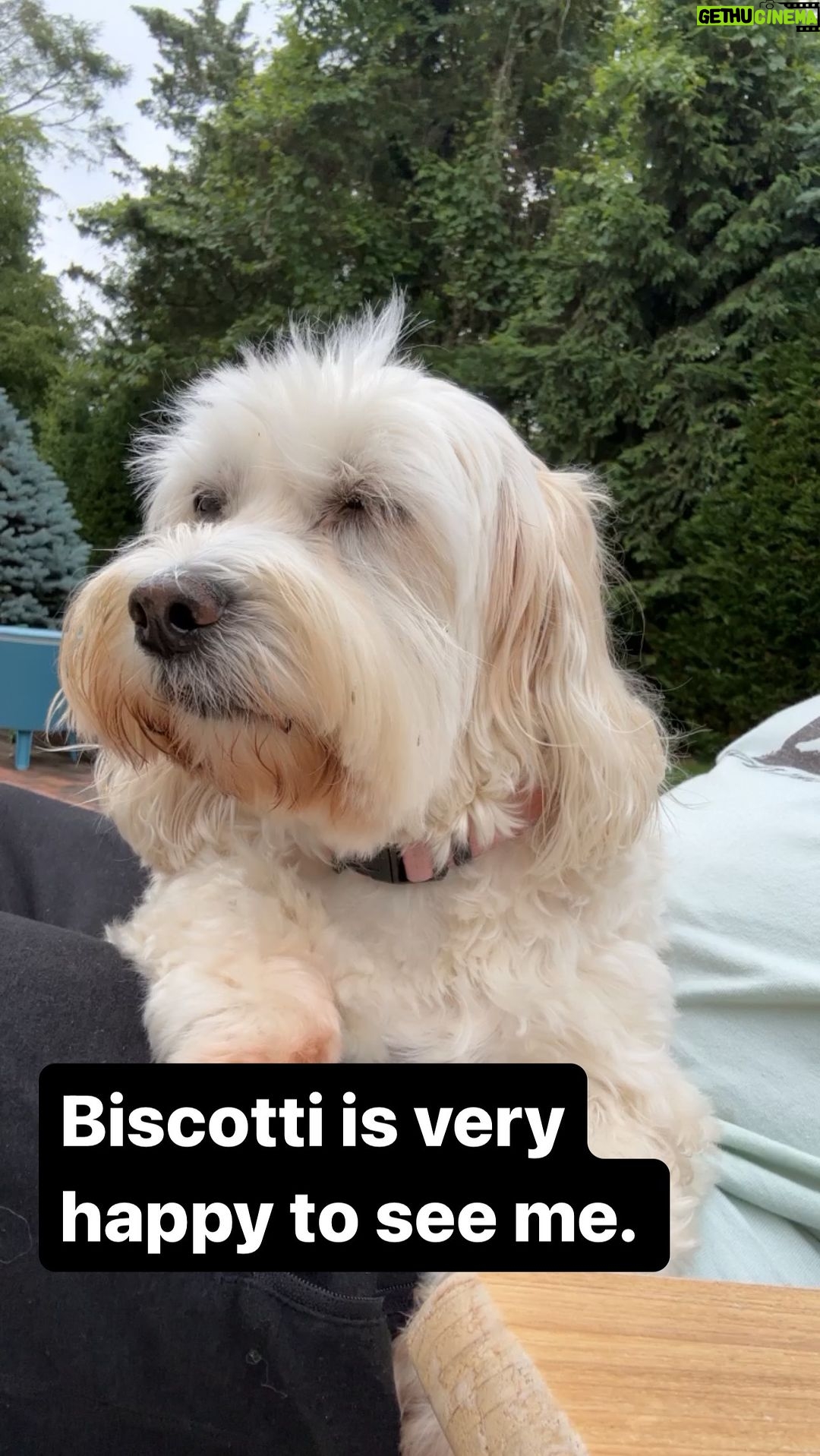 Joe Gatto Instagram - Daddy’s home. #adoptdontshop🐾