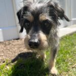 Joe Gatto Instagram – This is Gelato. He is awesome and needs a loving home. Snuggly. Playful. Sweet. 

Please SHARE this post if you can’t adopt him yourself. To find out more message @gattopupsandfriends or visit gattopupsandfriends.com