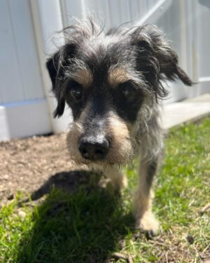 Joe Gatto Instagram - This is Gelato. He is awesome and needs a loving home. Snuggly. Playful. Sweet. 

Please SHARE this post if you can’t adopt him yourself. To find out more message @gattopupsandfriends or visit gattopupsandfriends.com