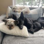Joe Gatto Instagram - My top 3. @gattopupsandfriends #adoptdontshop