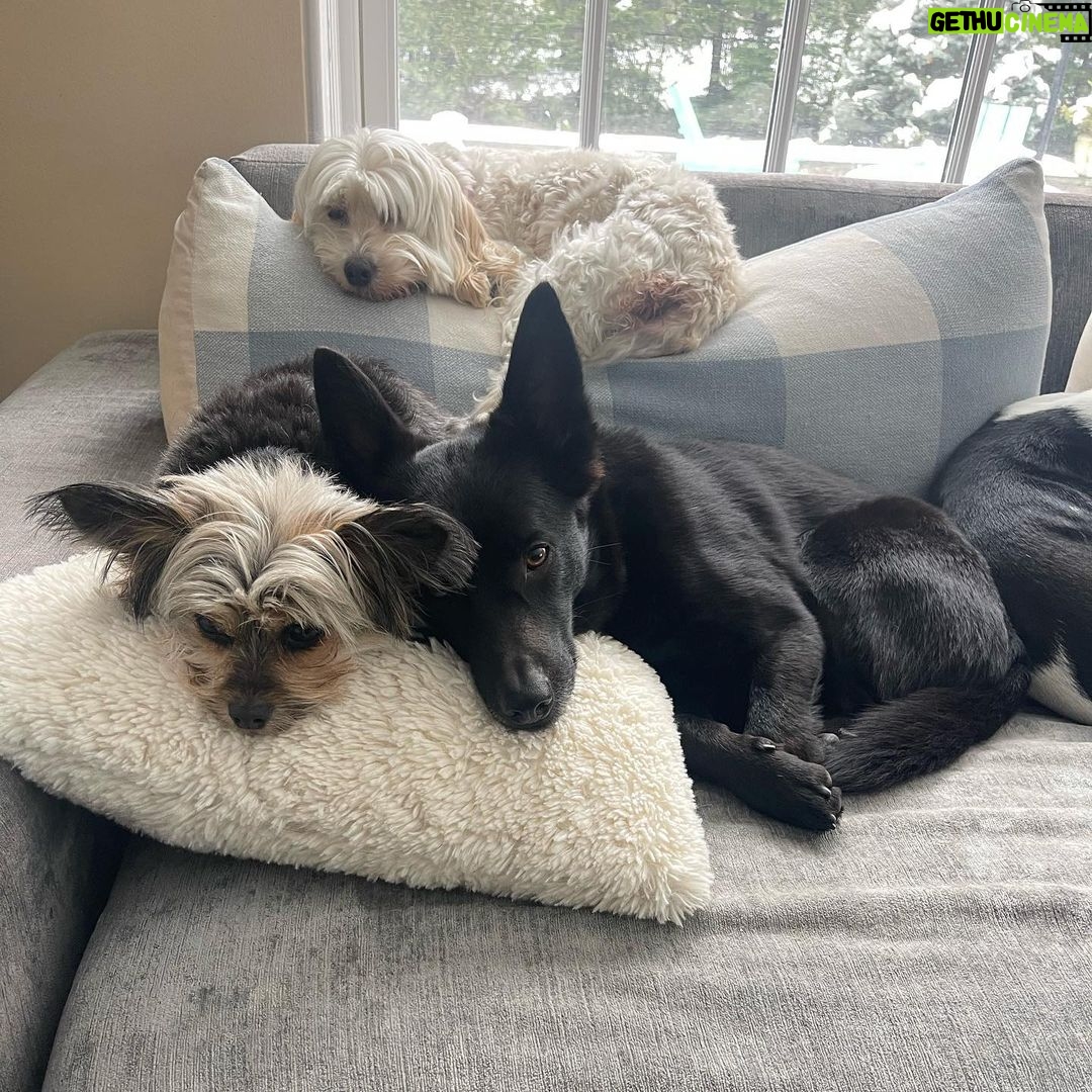 Joe Gatto Instagram - My top 3. @gattopupsandfriends #adoptdontshop