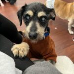 Joe Gatto Instagram – This is Gelato. He is awesome and needs a loving home. Snuggly. Playful. Sweet. 

Please SHARE this post if you can’t adopt him yourself. To find out more message @gattopupsandfriends or visit gattopupsandfriends.com