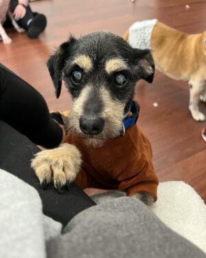 Joe Gatto Instagram - This is Gelato. He is awesome and needs a loving home. Snuggly. Playful. Sweet. 

Please SHARE this post if you can’t adopt him yourself. To find out more message @gattopupsandfriends or visit gattopupsandfriends.com
