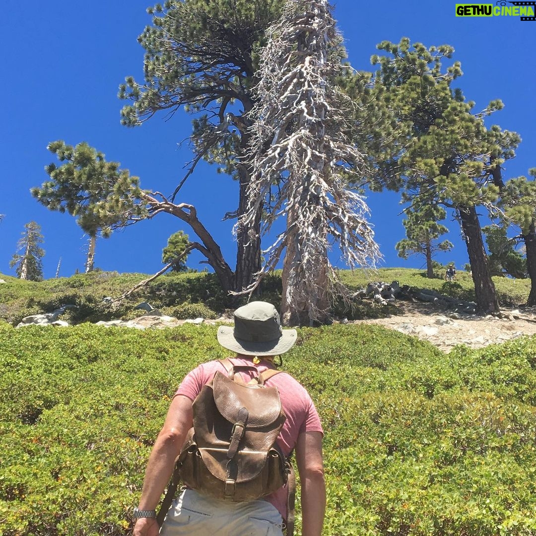 Joe Lo Truglio - 64.8K Likes - 🌞Last Wednesday I climbed to the summit of Mt Baldy with some buds. 10,000 ft. We started at San Antonio Falls, an elevation of 6,000 ft. Four hours, fifteen minutes up.
Two hours fifty minutes down.
It destroyed my legs but exploded my spirit. Still feeling the ripples of both. Next day, I go to Joshua Tree. All muscles at Defcon 1 so my hand starts spasming. I laugh because that’s all I can do at 70 mph. I land in the desert and spend two nights. It’s like sleeping in a planetarium. Infinite stars. Mars is out and red as hell. I see the comet 🌠before it goes away for another 6800 years. Discovered some constellations: Scorpio ♏️and Saggitarius♐️. The world is insane and the future unknown but in just four days I’ve been able to reset the compass. Friends, you won’t regret it. Get outside. Test your limits. Challenge your stamina. If it hurts, even better. You’ll feel alive and not numb to all this noise thrown at you everyday. If you can, climb. If it’s at night, look up. Check your water supply. Tell your people you love them. And wear a f*cking mask.
☀️☀️☀️☀️☀️☀️
I challenge fellow cast mates, the incomparable @melissafumero and @stephaniebeatriz, as well as my old friends, @kenmarino and @thomaspatricklennon to #WearAMask
💫💫💫💫
PS. You do not have to be at 10,000 ft but EXTRA POINTS if you are.