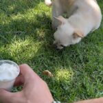 Joe Manganiello Instagram - HAPPY 10th BIRTHDAY BUBBLES!!! #puppuccino