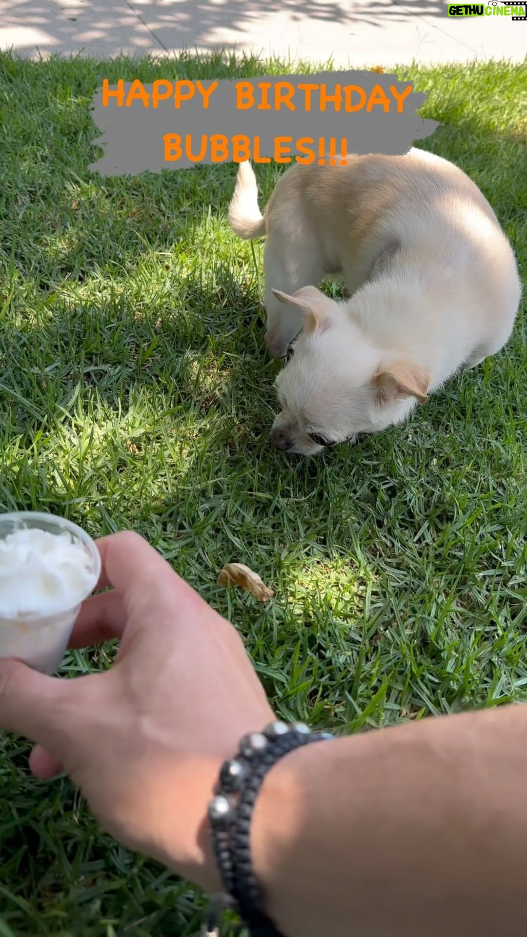 Joe Manganiello Instagram - HAPPY 10th BIRTHDAY BUBBLES!!! #puppuccino