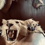 Joe Manganiello Instagram - #StayFerocious
