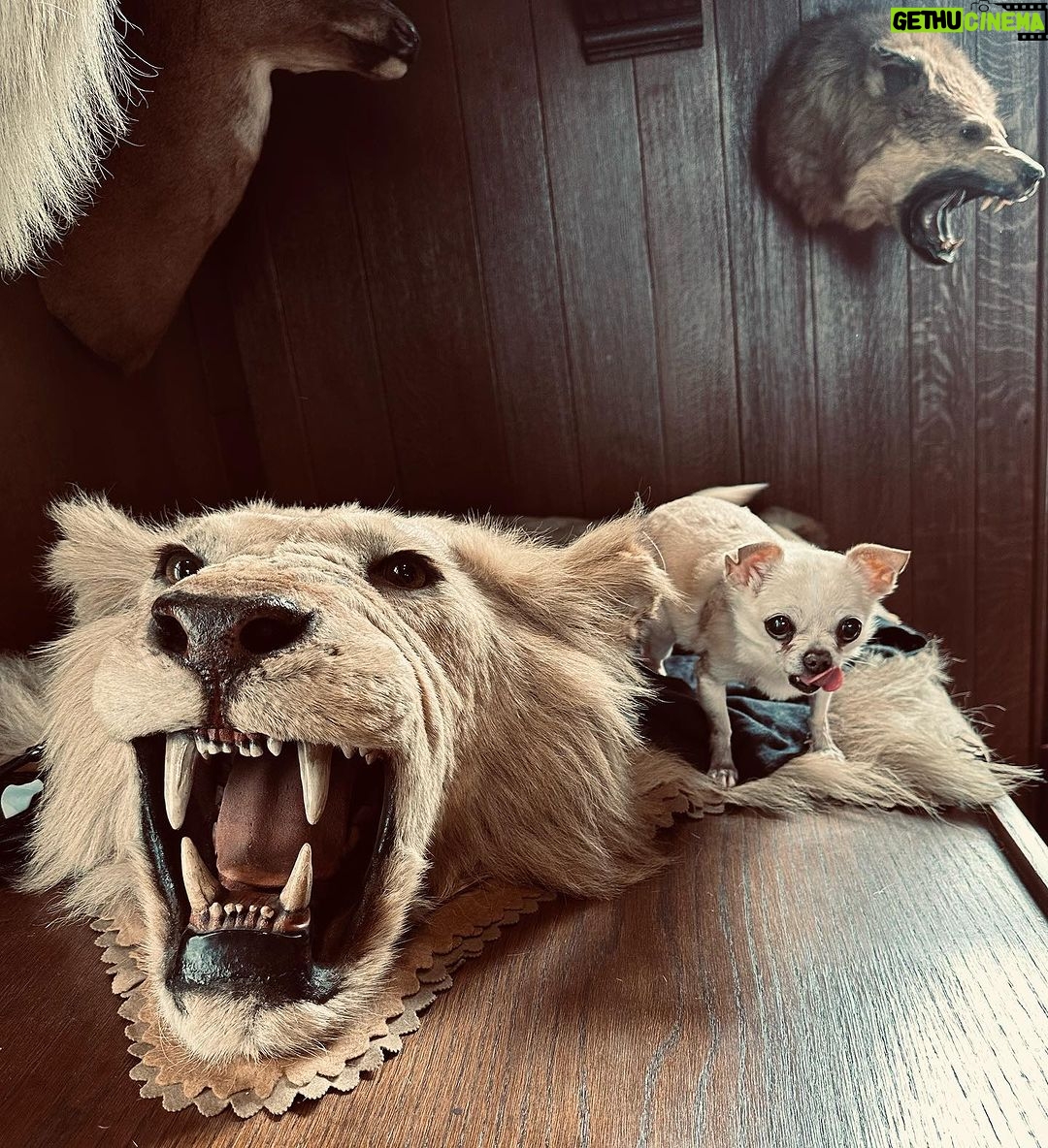 Joe Manganiello Instagram - #StayFerocious