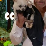 Joe Manganiello Instagram – Is it a Deal or No Deal for @joemanganiello’s precious pup Bubbles?! 🐶 #DealOrNoDealIsland is all-new TONIGHT 10/9c on @nbc and streaming on @peacock!