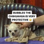 Joe Manganiello Instagram – @joemanganiello’s chihuahua Bubbles is not a fan of others approaching her 🤣